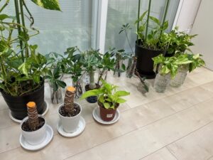 タスクマンレター2025年8月号観葉植物