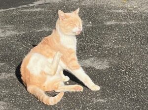 タスクマンレター2025年12月号04